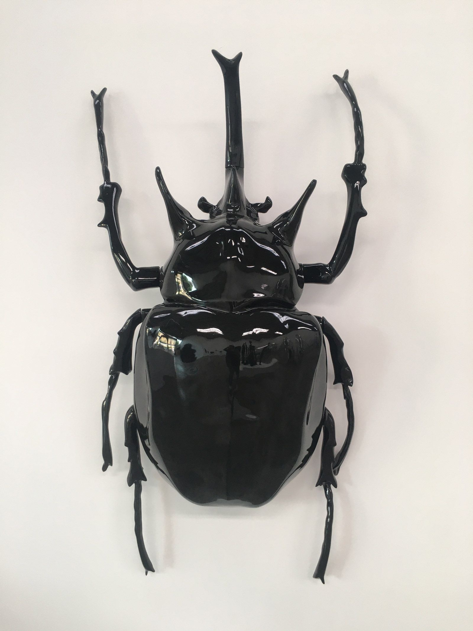 Coleoptera big black