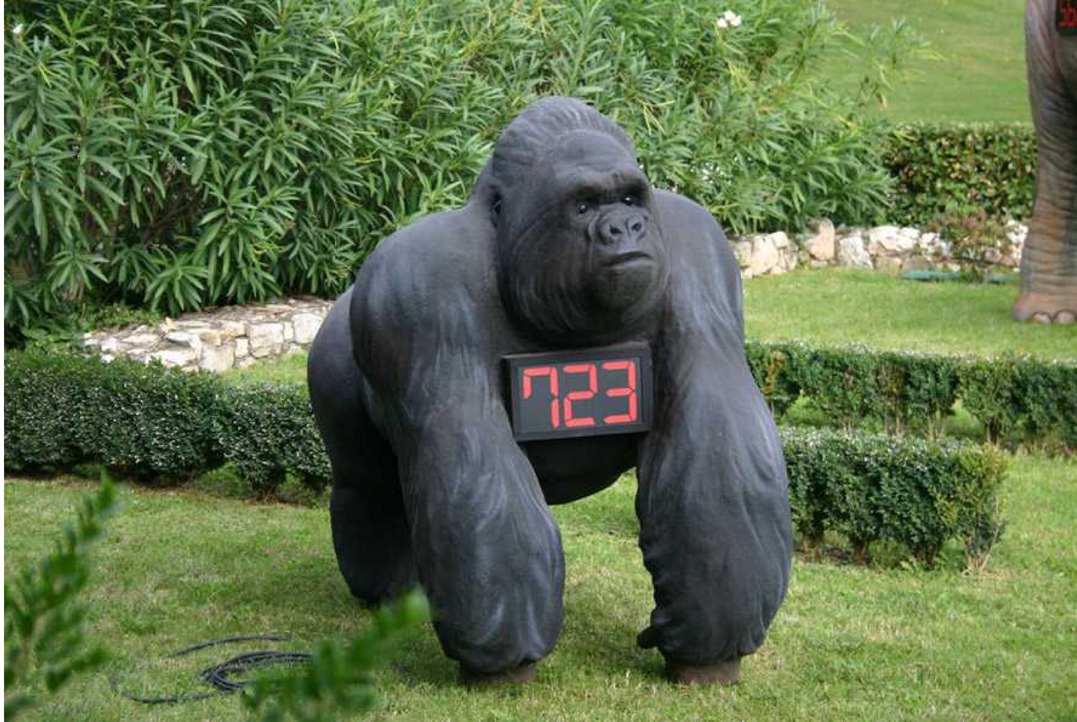 Gorilla count down